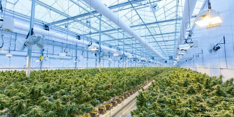Disminuye el cultivo de cannabis en Holanda