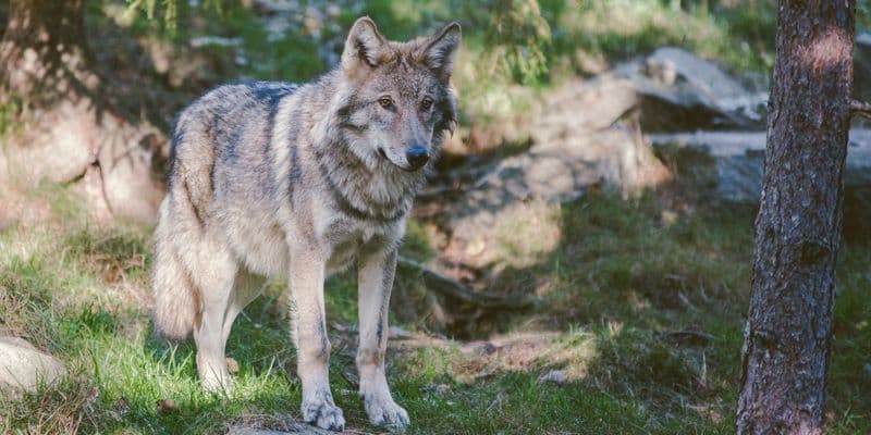 Lobo