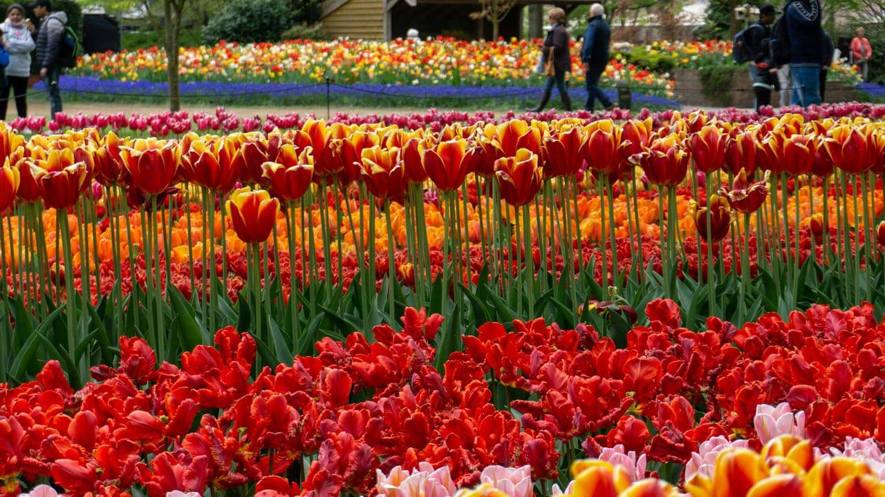 Tulipanes