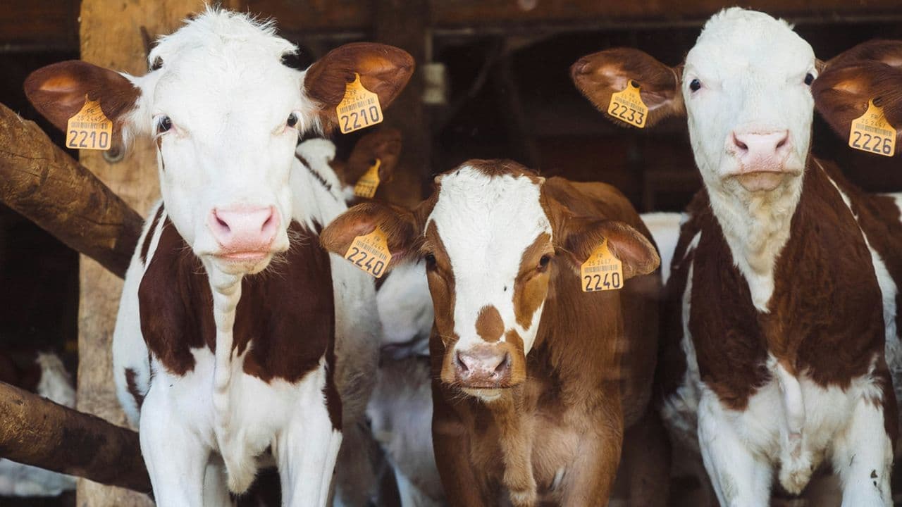 Países Bajos prohíbe transporte de terneros por brote de fiebre aftosa