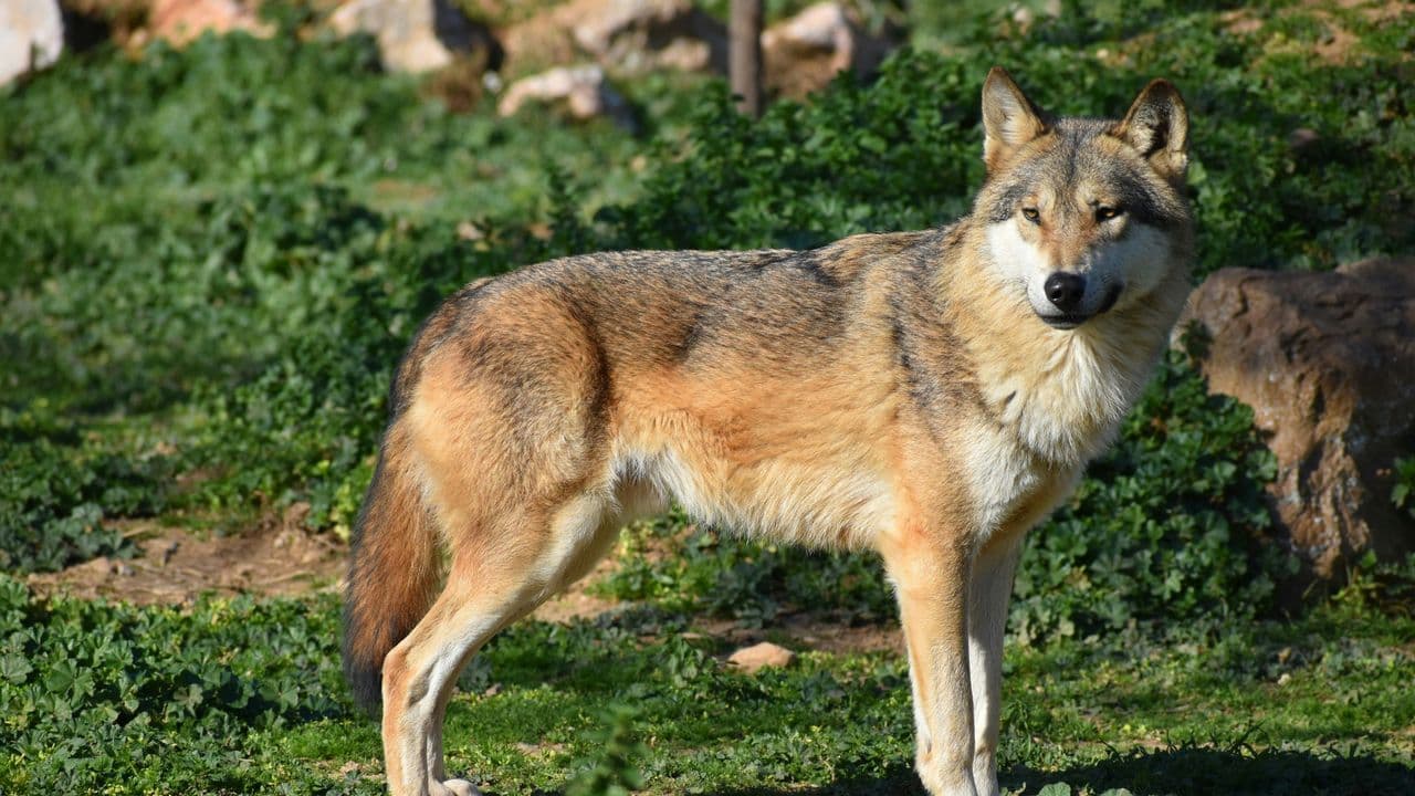 Lobo en un bosque