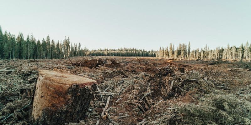 Deforestación - Foto de roya ann miller en Unsplash