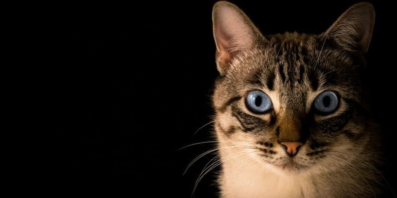Joven de 19 años condenada a TBS y prisión por torturar y matar gatos