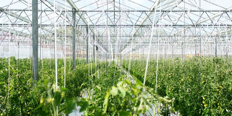 Agricultores convierten sus invernaderos en centrales eléctricas para aliviar la red eléctrica