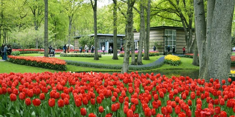 Temporada de tulipanes 2025 en Holanda: TODO lo que debes saber