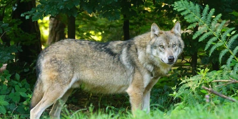 Lobo