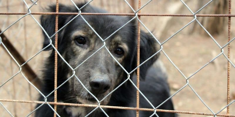 Se prohíbe a un criador tener animales por tener de ponis y cerdos abandonados
