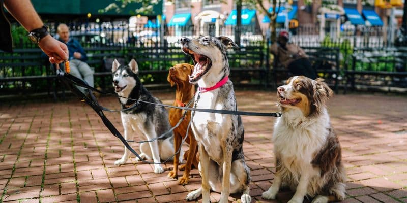 La perrera Hondenhuys, Utrecht, lugar del trágico incidente de la muerte de diez perros