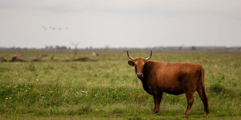 Toro