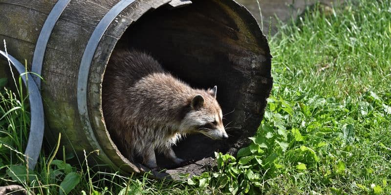 Limburgo alerta sobre el riesgo de infestación por plaga de mapaches