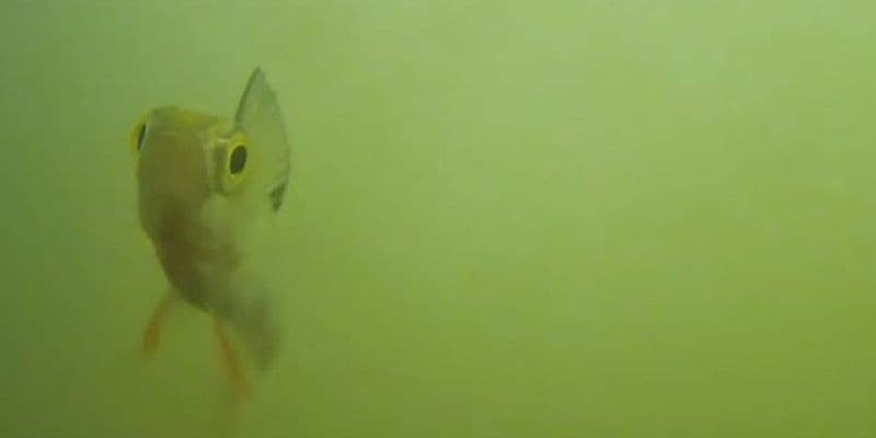 El timbre de peces de Utrecht se vuelve viral